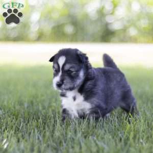 Saxon, Siberian Husky Puppy